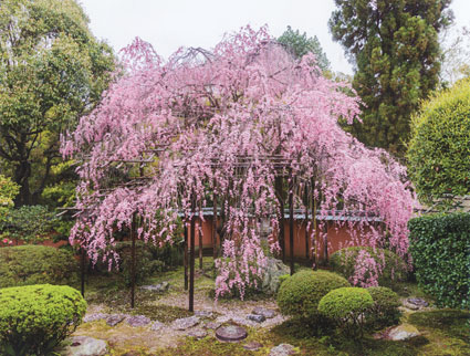 境内の枝垂れ桜（非公開）