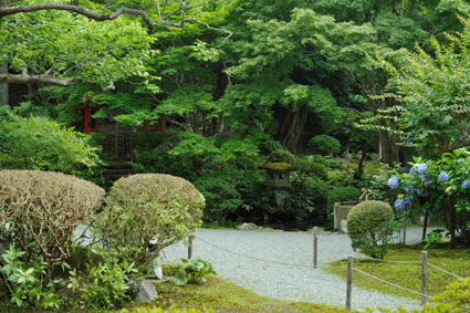 青い紫陽花の咲く庭園