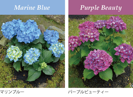 アジサイ’マリンブルー’（青）、紫陽花’パープルビューティー’（紫）