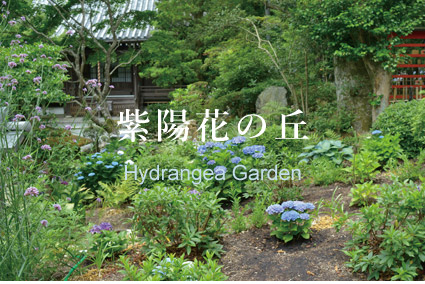 紫陽花の丘
