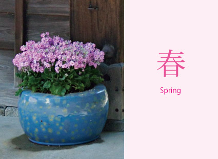 春　Spring　サクラソウの鉢植え