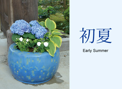 初夏　Early Summer 青い紫陽花の寄せ植え