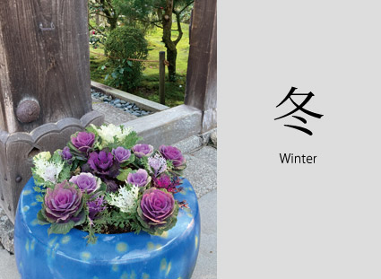 冬　Winter　ハボタンの寄せ植え