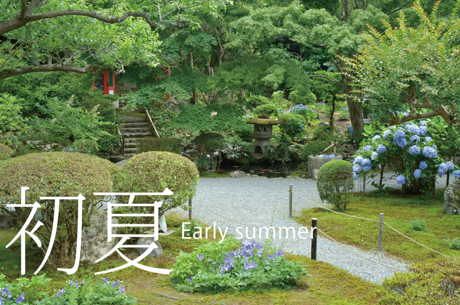初夏-Early summer　桔梗と青い紫陽花の咲く庭園