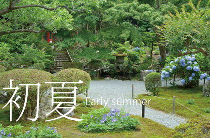 初夏-Early summer　青い紫陽花と桔梗の咲く庭