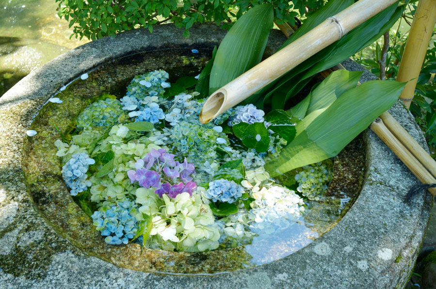 紫陽花の花を浮かべた手水鉢