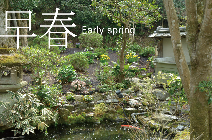 早春-Early spring　スイセンやスキミアが咲く早春の庭園