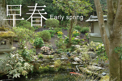 早春Early Spring-水仙やスキミアの花の咲く早春の庭