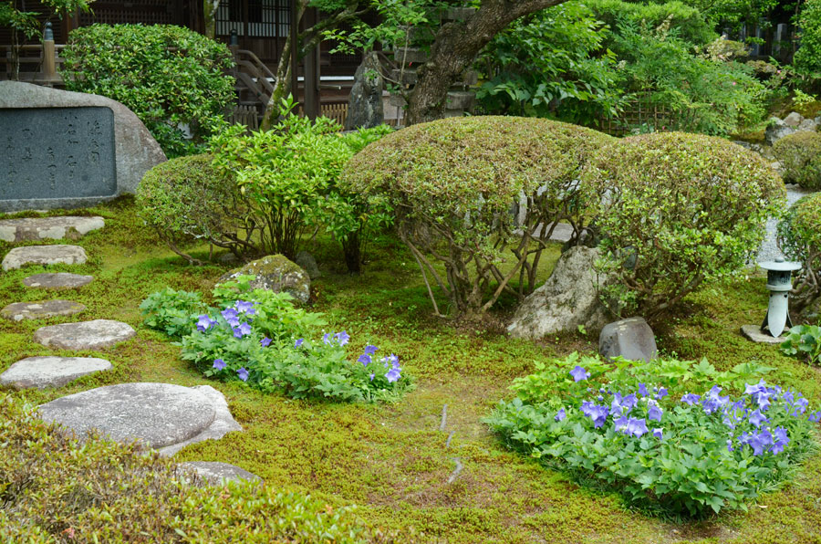 桔梗の咲く6月の大方丈前の植え込み