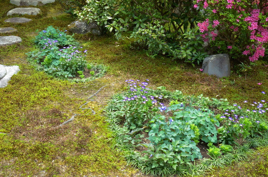 都忘れの咲く5月の大方丈前の植え込み 