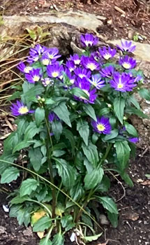 紫の花をつけたミヤコワスレの株