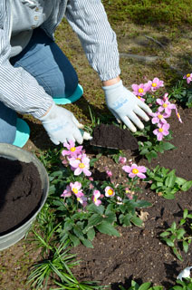 ピンクの秋明菊の植え付け