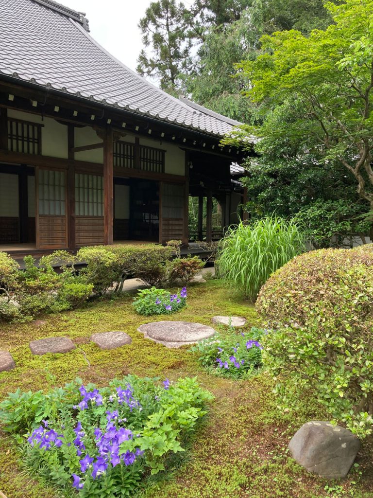 桔梗の咲く6月の大方丈前の植え込み