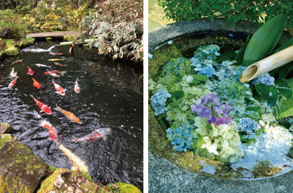 錦鯉の泳ぐ池、紫陽花を浮かべて手水鉢