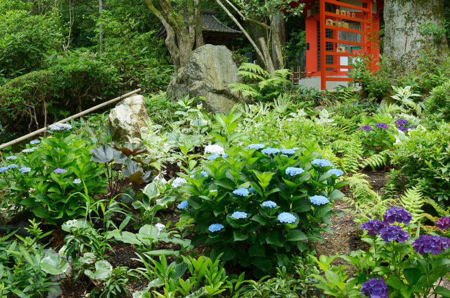 紫陽花の咲く6月の紫陽花の丘