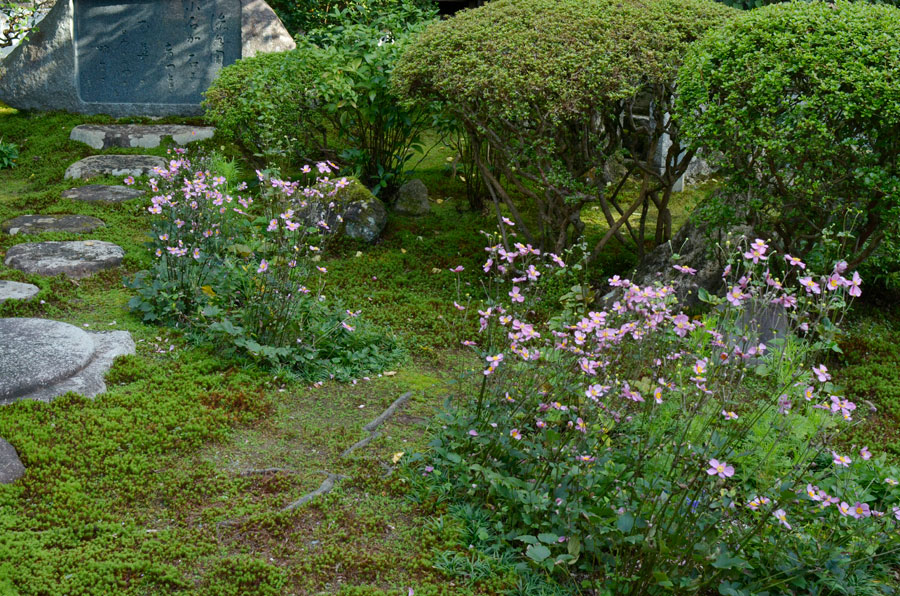 大方丈前の植え込みのピンクの秋明菊