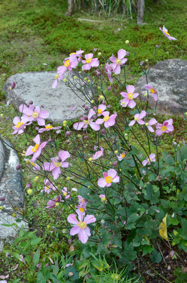 大方丈前の植え込みのピンクの秋明菊