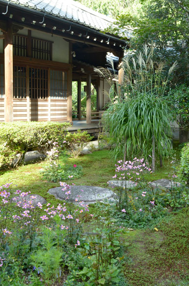 大方丈前の植え込みのピンクの秋明菊