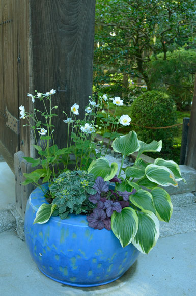 白い秋明菊の咲く表門の青い火鉢の寄せ植え