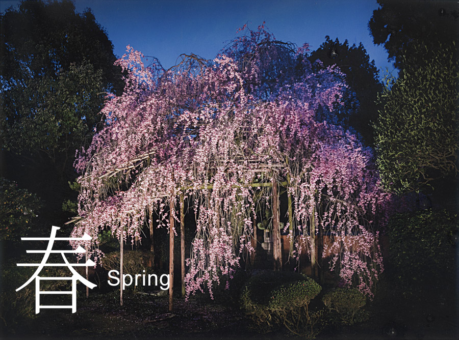 春-Spring　枝垂れ桜の夜景