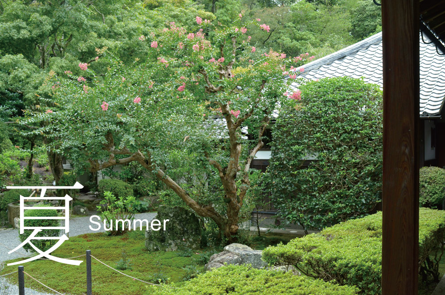 夏-Summer　ピンクの花を咲かせる大方丈前の百日紅