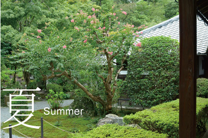 夏-Summer　百日紅のピンクの花が咲く庭