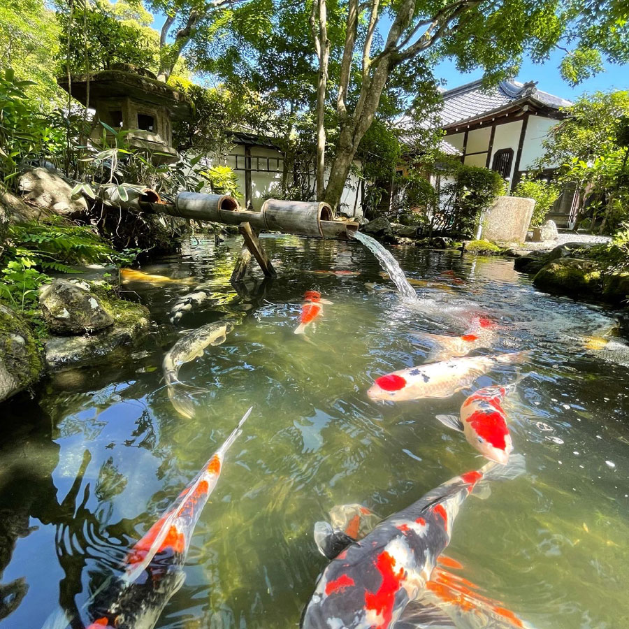 元気いっぱいの夏の錦鯉