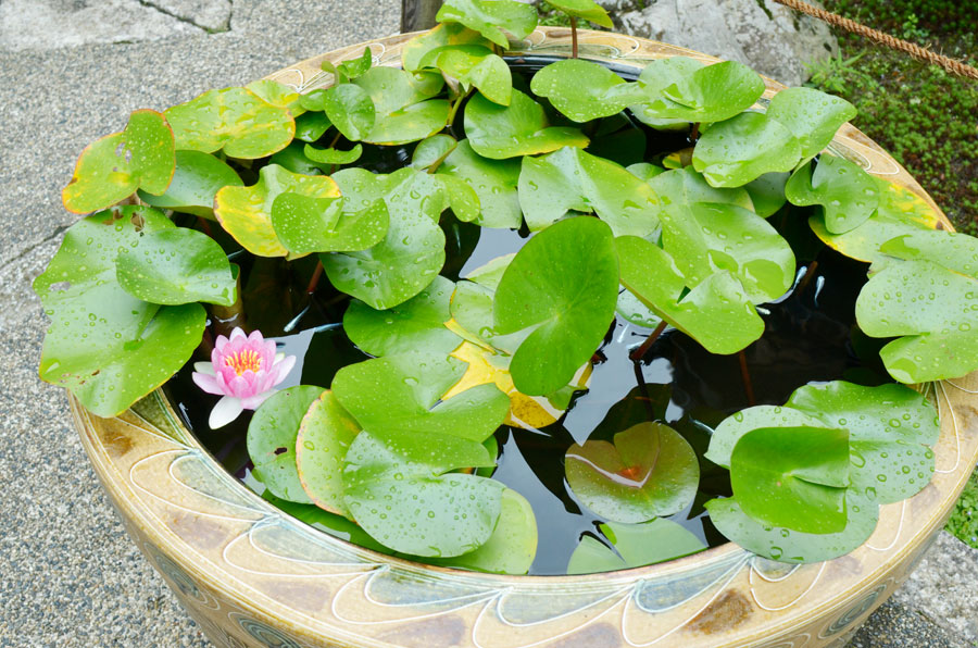 ピンクの花を付けたメダカが泳ぐ水連の鉢