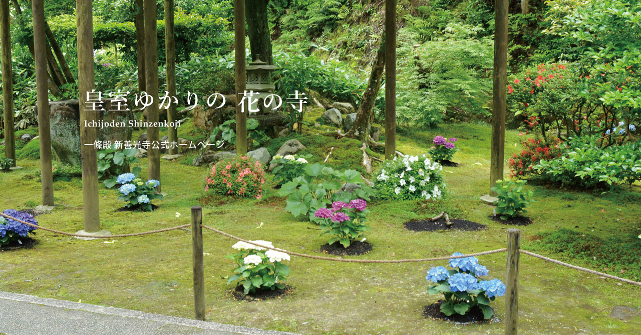 一條殿 新善光寺公式ホームページ 皇室ゆかりの花の寺　Ichijoden Shinzenkoji