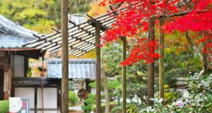 秋の新善光寺展、紅葉が美しい前庭と大方丈入り口