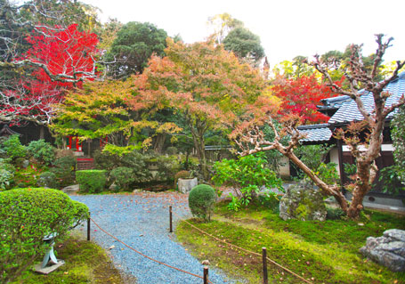 モミジの紅葉が美しい秋の庭園