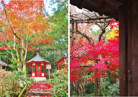 紅葉のモミジが美しい愛染堂