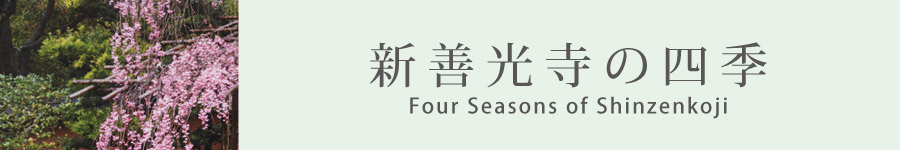 新善光寺の四季　Four Seasons of Shinzenkoji