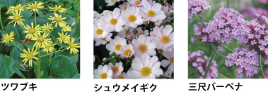 ツワブキ、シュウメイギク、三尺バーベナ
