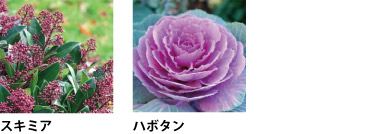 赤い蕾を付けたスキミア、ハボタン