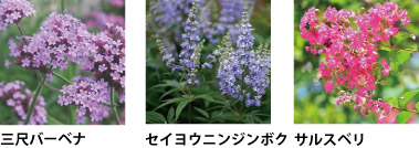 三尺バーベナ、セイヨウニンジンボク、サルスベリ