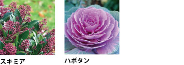 赤い蕾をつけたスキミア、ハボタン
