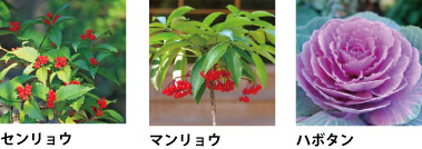 赤い実をつけたセンリョウとマンリョウ、ハボタン