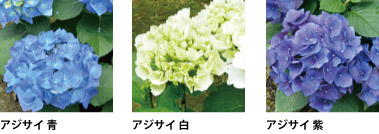 アジサイ 青、アジサイ 白、アジサイ 紫