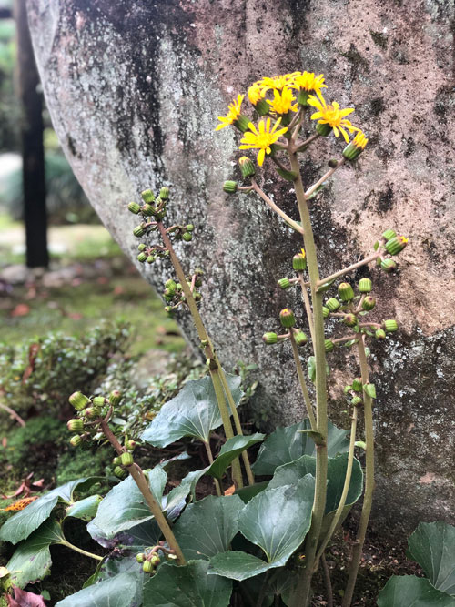 ツワブキの花