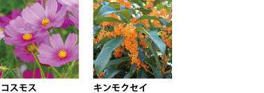 コスモス、キンモクセイ