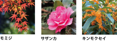 コスモス、サザンカ、キンモクセイ