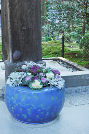 表門の青い火鉢の寄せ植えはハボタンとシロタエギク