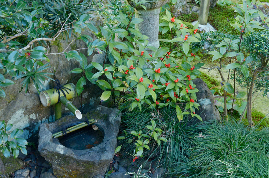 前庭の手水鉢を彩る赤い実の千両