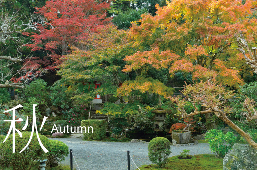秋-Autumn　赤や黄色が美しい庭園のモミジの紅葉