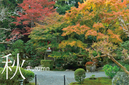 秋-Autumn 黄色や赤もモミジが美しい庭園