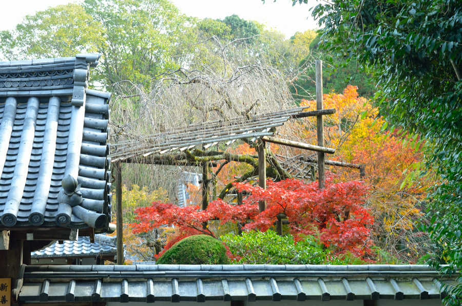 入口門からのぞくモミジの紅葉