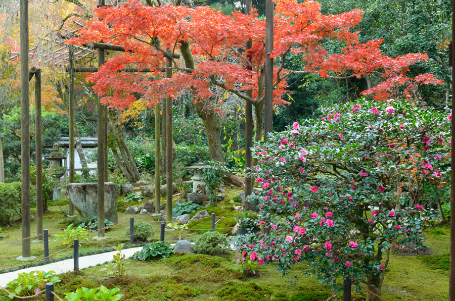 前庭のモミジの紅葉とサザンカの花