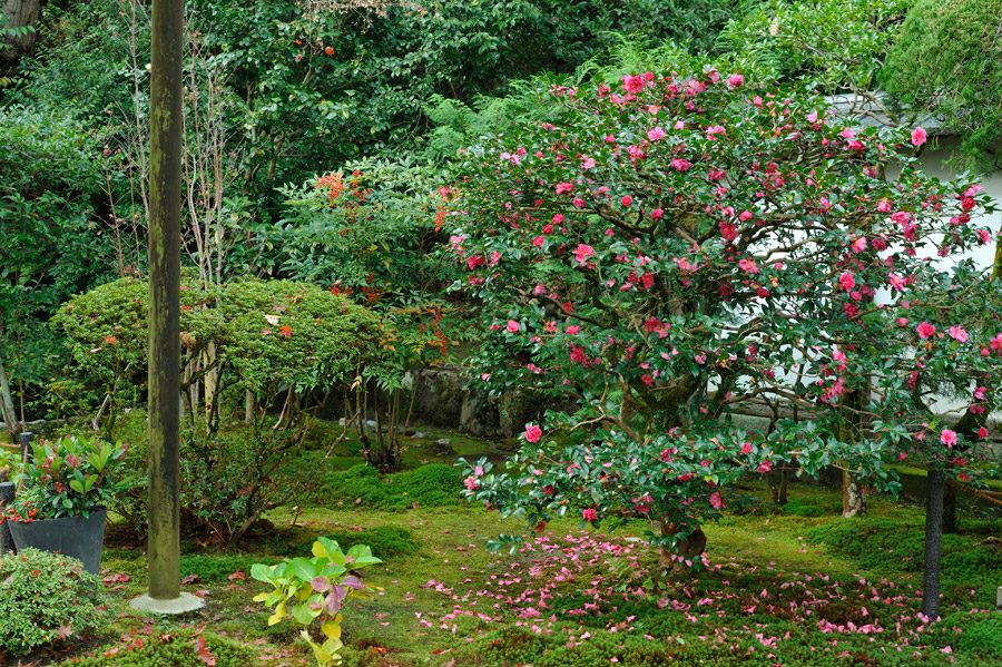 前庭のサザンカの花