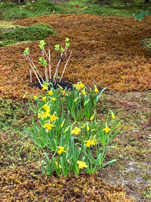 杉苔の間に咲くスイセン